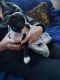 Boston Terrier Puppies for sale in Minneapolis, MN, USA. price: $975