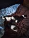 Boston Terrier Puppies for sale in Marion, SC, USA. price: $1,200