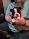 Boston Terrier Puppies for sale in Broken Arrow, OK, USA. price: $1,000