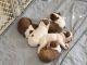 Boston Terrier Puppies for sale in Slocomb, AL 36375, USA. price: $1,200