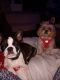 Boston Terrier Puppies for sale in Columbia, TN 38401, USA. price: NA