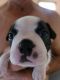 Boston Terrier Puppies for sale in Mims, FL, USA. price: NA