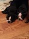 Boston Terrier Puppies for sale in Whitesburg, TN 37891, USA. price: $900