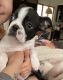 Boston Terrier Puppies for sale in Shamokin, PA 17872, USA. price: NA