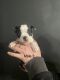 Boston Terrier Puppies for sale in Berryville, AR 72616, USA. price: $600