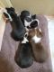 Boston Terrier Puppies for sale in Tyler, TX, USA. price: $110,000