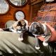 Boston Terrier Puppies for sale in Boston, MA, USA. price: $1,500