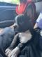 Boston Terrier Puppies for sale in Neptune Township, NJ, USA. price: NA
