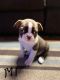 Boston Terrier Puppies for sale in Decherd, TN, USA. price: $1,000