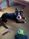 Boston Terrier Puppies for sale in Levittown, NY, USA. price: $1,000