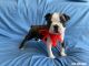 Boston Terrier Puppies for sale in Whittier, CA, USA. price: $699