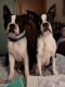 Boston Terrier Puppies for sale in Broken Arrow, OK, USA. price: $1,200