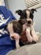 Boston Terrier Puppies for sale in Hayward, CA, USA. price: NA