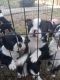 Boston Terrier Puppies for sale in Cincinnati, OH, USA. price: $600