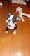 Boston Terrier Puppies for sale in Jonesboro, GA, USA. price: $1,875