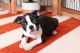 Boston Terrier Puppies for sale in Albuquerque, NM, USA. price: $450