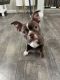 Boston Terrier Puppies for sale in St Paul, MN, USA. price: $2,000