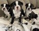 Boston Terrier Puppies for sale in Roanoke, VA, USA. price: $1,100