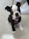 Boston Terrier Puppies for sale in Hampton, VA 23669, USA. price: $1,500