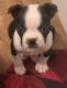 Boston Terrier Puppies for sale in Fayetteville, TN 37334, USA. price: $400