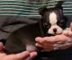 Boston Terrier Puppies for sale in Broken Arrow, OK, USA. price: $800