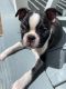 Boston Terrier Puppies for sale in Inlet Beach, FL 32413, USA. price: NA