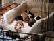 Boston Terrier Puppies for sale in Garfield, GA 30425, USA. price: $1,400