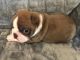 Boston Terrier Puppies for sale in Pueblo, CO, USA. price: $950