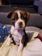 Boston Terrier Puppies for sale in Daly City, CA, USA. price: $1,500