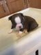Boston Terrier Puppies for sale in Salem, MO 65560, USA. price: $800