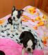 Boston Terrier Puppies for sale in 4395 S 2675 W, Roy, UT 84067, USA. price: $900