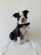 Boston Terrier Puppies for sale in San Antonio, TX, USA. price: $950