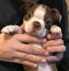 Boston Terrier Puppies for sale in Burien, WA, USA. price: $3,000