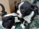 Boston Terrier Puppies for sale in Tuscaloosa, AL, USA. price: NA