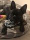 Boston Terrier Puppies for sale in Sedro-Woolley, WA 98284, USA. price: $200