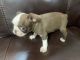 Boston Terrier Puppies for sale in Pink Hill, NC 28572, USA. price: NA