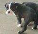 Boston Terrier Puppies for sale in Santa Cruz, CA, USA. price: $1,550