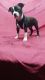 Boston Terrier Puppies for sale in Farwell, MI 48622, USA. price: $800