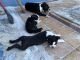 Boston Terrier Puppies for sale in DeLand, FL, USA. price: $1,100