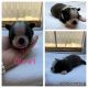 Boston Terrier Puppies for sale in Berrien Springs, MI 49103, USA. price: $600