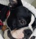 Boston Terrier Puppies for sale in Charlotte, NC, USA. price: $2,500
