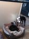 Boston Terrier Puppies for sale in Mesa, AZ, USA. price: $800