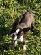 Boston Terrier Puppies for sale in Denham Springs, LA, USA. price: $2,000