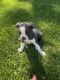 Boston Terrier Puppies for sale in Redding, CA, USA. price: NA