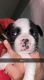 Boston Terrier Puppies for sale in Chattanooga, TN, USA. price: $70,000