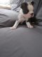 Boston Terrier Puppies for sale in Winchester, OH 45697, USA. price: $800
