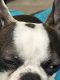 Boston Terrier Puppies for sale in 11710 NW 28th Ave, Vancouver, WA 98685, USA. price: $1,000