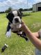 Boston Terrier Puppies for sale in Madisonville, TX 77864, USA. price: $600