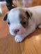 Boston Terrier Puppies for sale in Walhalla, SC, USA. price: $180,000