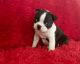 Boston Terrier Puppies for sale in Whittier, CA, USA. price: $999